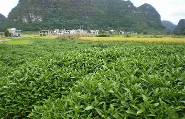 板蓝根种植经济效益(板蓝根种植收益)